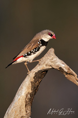 Diamond Firetail photo 5
