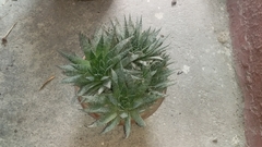 Aristaloe aristata