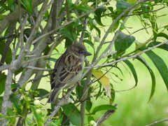 Passer domesticus