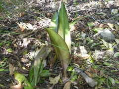 Eucomis