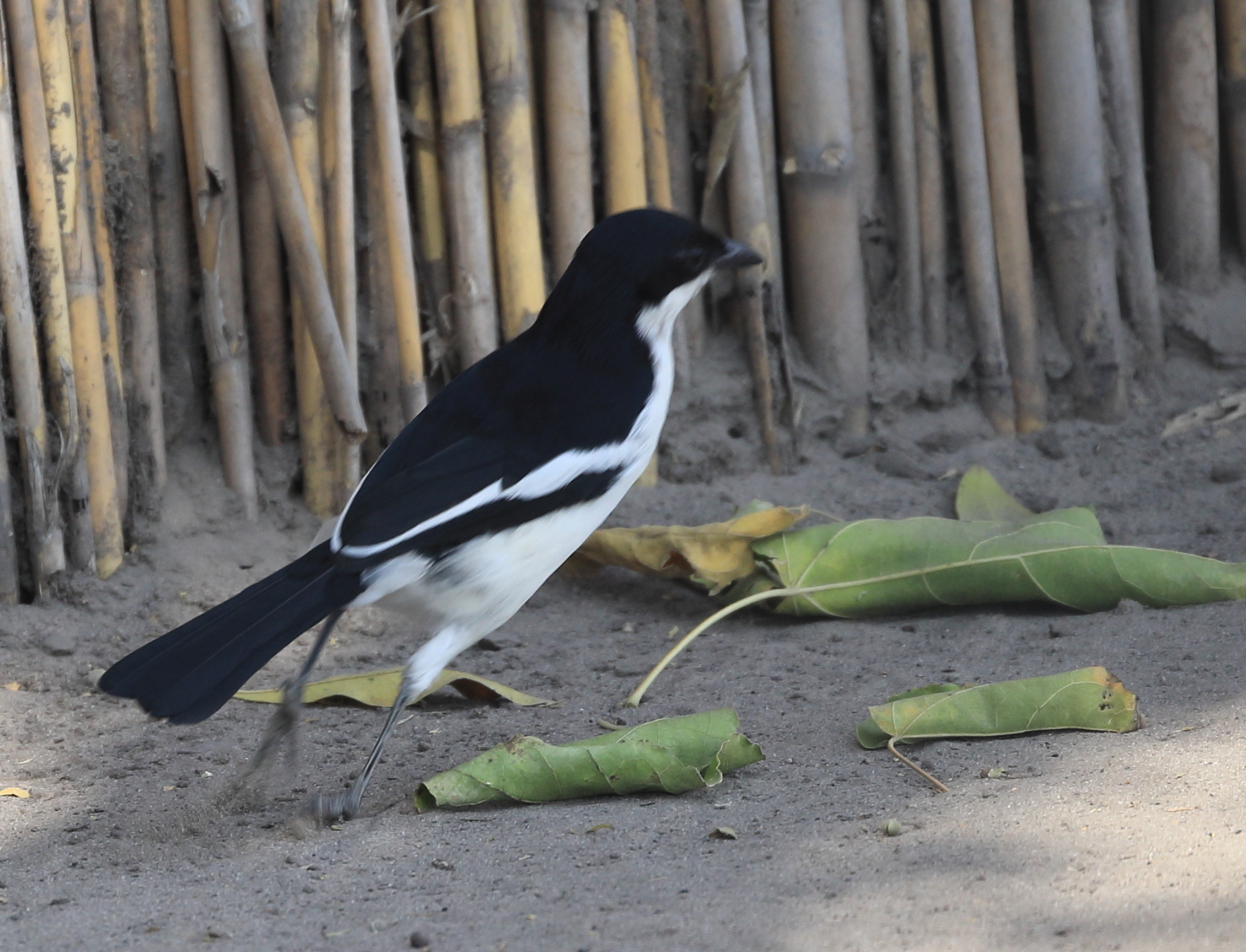 Swamp Boubou (Laniarius bicolor), photo 1
