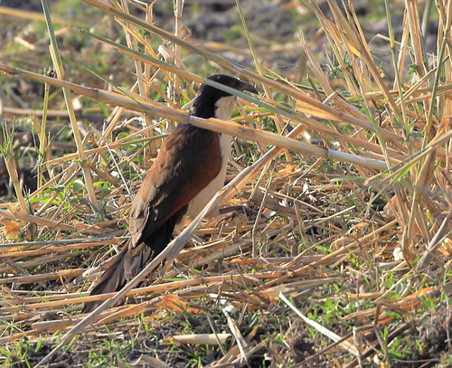 Coppery-tailed Coucal (Centropus cupreicaudus)