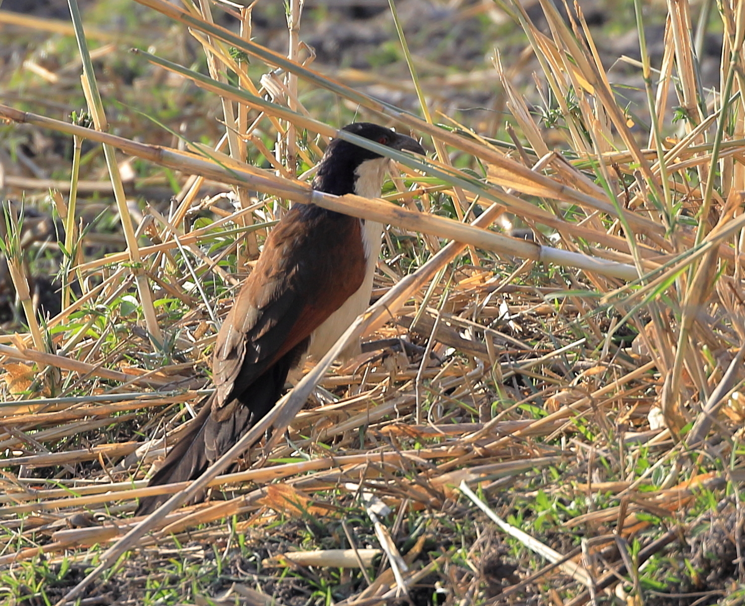 Coppery-tailed Coucal (Centropus cupreicaudus), photo 1