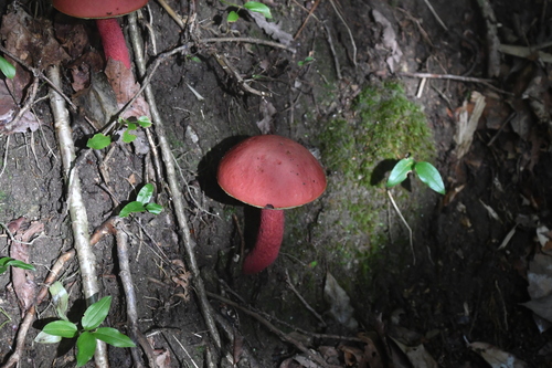 Boletellus obscurecoccineus