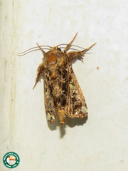 Argyrosticta