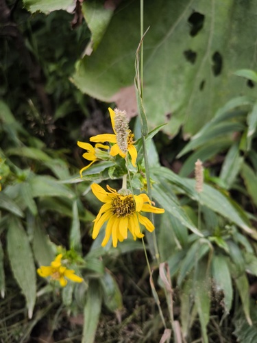 Arnica sachalinensis iNat (3)