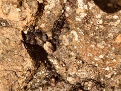 Brachidontes adamsianus
