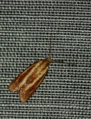 Sparganothis tristriata