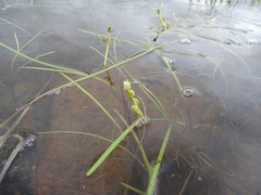 Sparganium hyperboreum