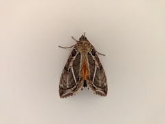Eudocima materna