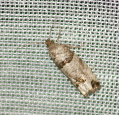 Notocelia culminana