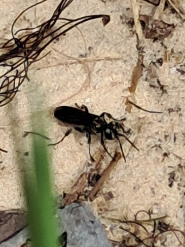 Wasp (Larra bicolor) photo 5