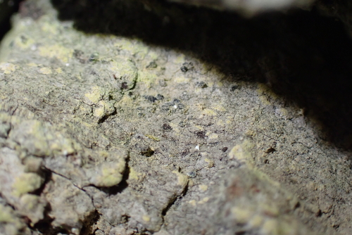 Opegrapha corticola