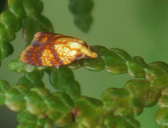 Sparganothis lycopodiana