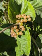 Cordia sulcata