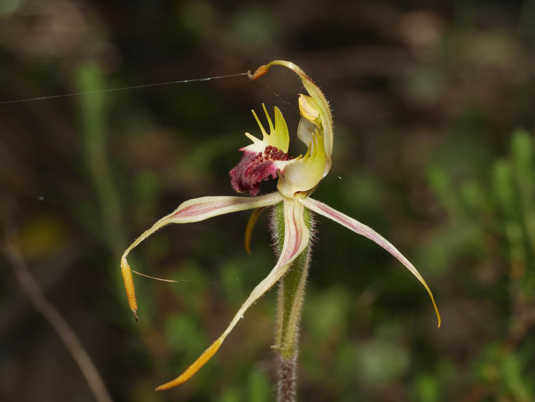 Caladenia