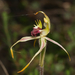 Caladenia - Photo (c) Paul George, some rights reserved (CC BY-NC-SA), uploaded by Paul George