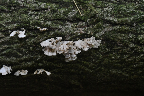 Schizophyllum commune