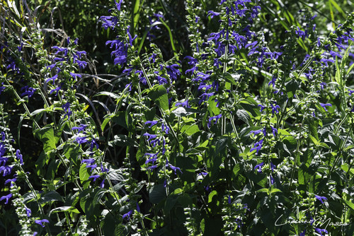 Salvia guaranitica