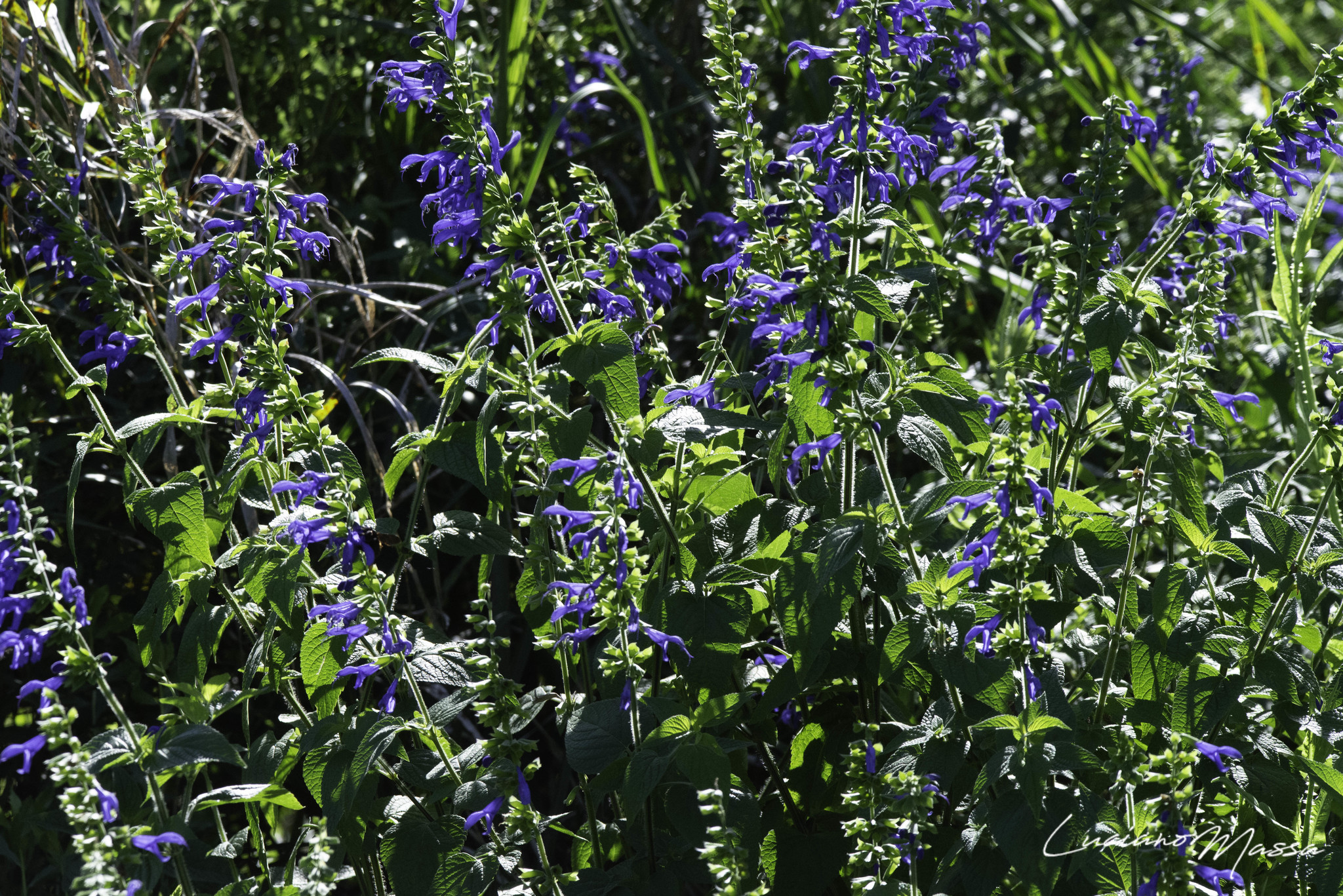 Salvia guaranitica