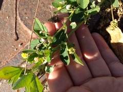 Medicago lupulina