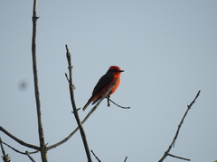 Pyrocephalus rubinus