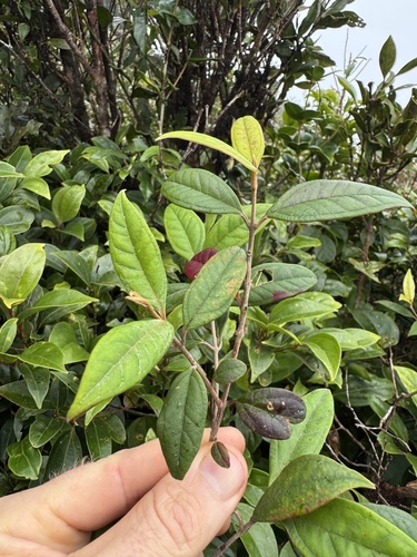 Rhodomyrtus sericea, 2025-09-21