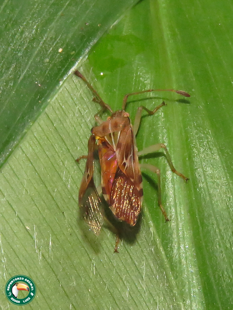 Cebrenis supina