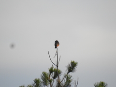 Pyrocephalus rubinus