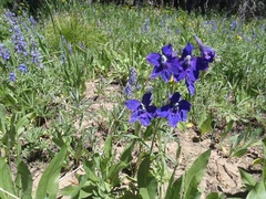 Delphinium bicolor