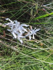 Cyphia volubilis, photograph (c) linkie, some rights reserved (CC BY)