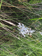 Cyphia volubilis, photograph (c) linkie, some rights reserved (CC BY)