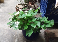 Oxalis triangularis papilionacea