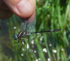 Brechmorhoga praecox