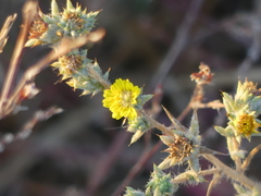 Centromadia fitchii