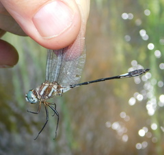 Brechmorhoga praecox
