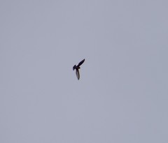 Streptoprocne rutila