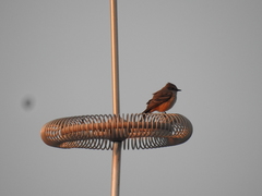 Pyrocephalus rubinus