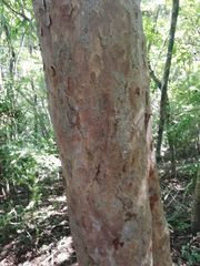 Maclura tinctoria
