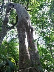 Maclura tinctoria
