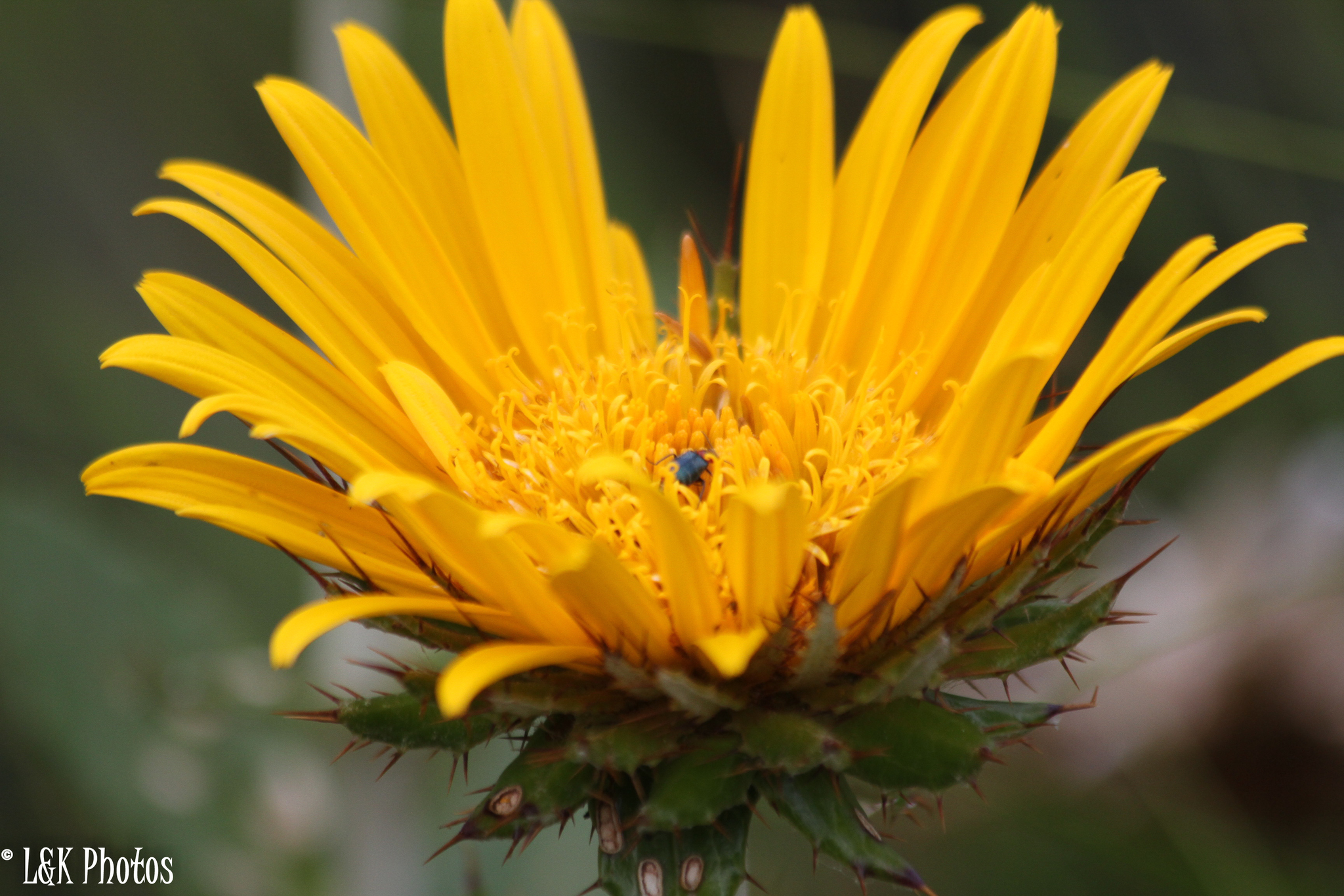 Berkheya