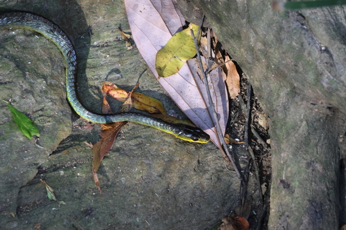 Common Tree Snake sighting