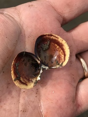 Laevicardium substriatum