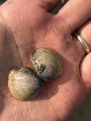 Laevicardium substriatum