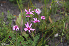 Senecio hastifolius