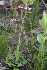 Senecio hastifolius