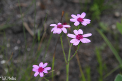 Senecio hastifolius