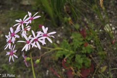 Senecio hastifolius