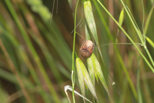 European Tortoise Bug photo 5