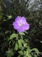 Ruellia lanatoglandulosa